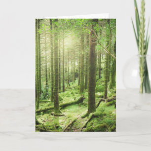 Carte Forêt en parc national   Kerry, Irlande de