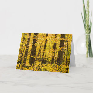 Carte Forêt nationale de Fall Pisgah