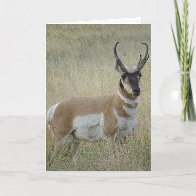 Carte Fortune d'antilope d'A9 Pronghorn (Devant)