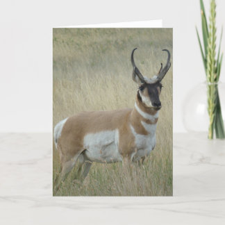 Carte Fortune d'antilope d'A9 Pronghorn