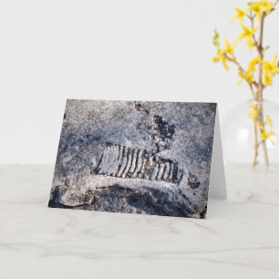 Carte Fossil Nautiloïde Cephalopod Ancien Mollusk