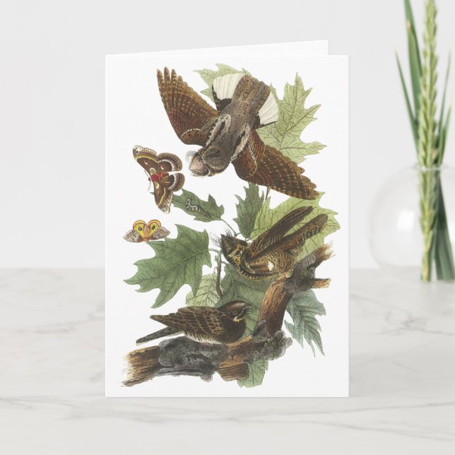 Carte Fouet-pauvre-, John Audubon (Devant)