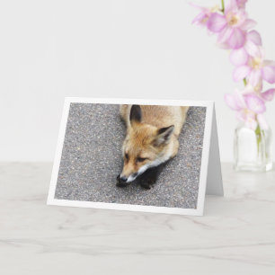 Carte Fox Cub assis sur le portrait de rue