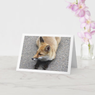 Carte Fox Cub assis sur le portrait de rue
