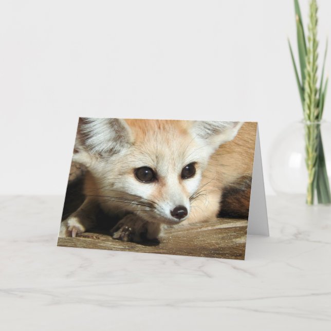 Carte Fox de Fennec (Devant)