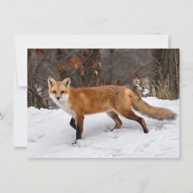 Carte Fox Sur Neige (Devant)