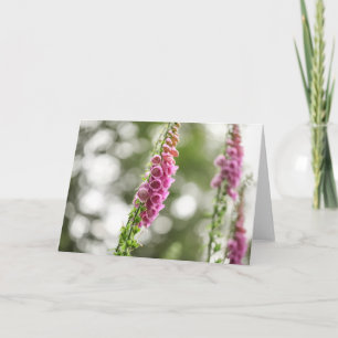 Carte Foxglove Blossom Nature Photo