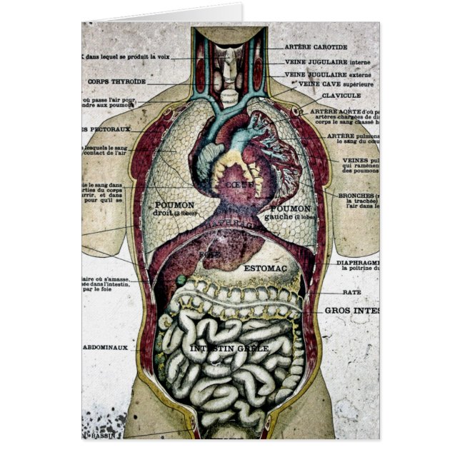 Carte française vintage d'anatomie (Devant)