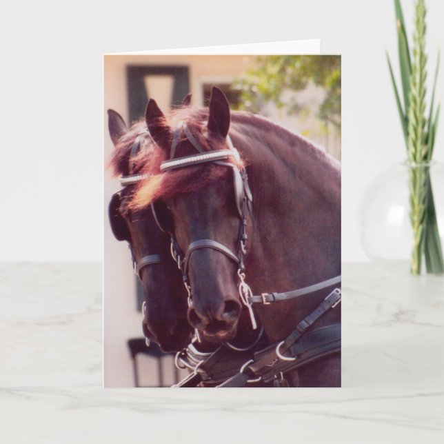 Carte Friesian Carriage Horses Card (Devant)
