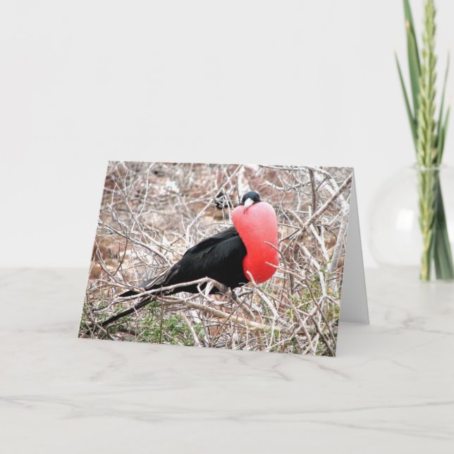 Carte Frigate Bird (Fragata) dans Galapagos d'affichage  (Devant)