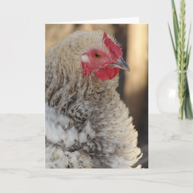 Carte Frizzle Poulet Toutes les occasions (Devant)