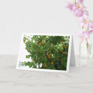Carte Fruit d'abricot sur portrait d'arbre