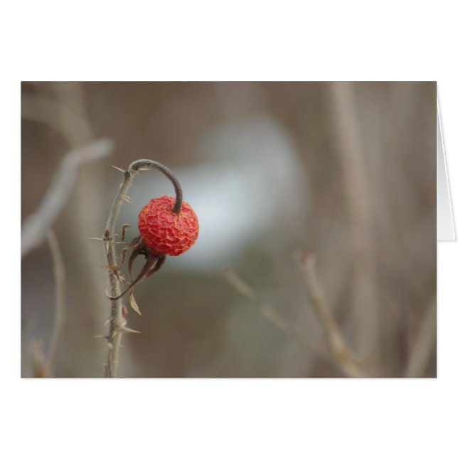 Carte Fruit Rose sauvage (Devant horizontal)
