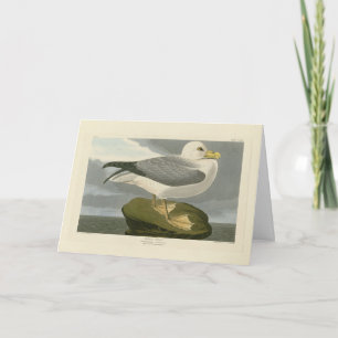 Carte Fulmar Petrel de Audubon's Birds of America