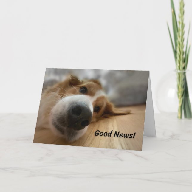 Carte Funky Bernese Mountain Dog avec Big Nez Anniversai (Devant)