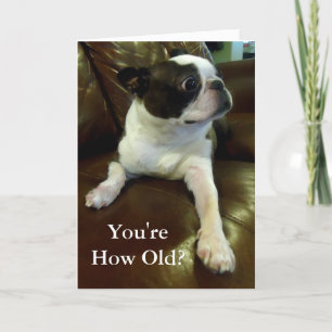 Carte Funny Boston Terrier Birthday Card (Animal Rescue)