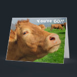Carte Funny Cow Happy 60th Birthday Card<br><div class="desc">Ce design présente une drôle d'image d'une vache ! Idéal pour des occasions spéciales telles que anniversaires,  anniversaires et plus encore. Si vous souhaitez personnaliser la conception en modifiant le message,  l'âge ou la police,  cliquez sur "Modifier la conception".</div>