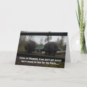 Carte Funny Hippopotamus voeux d'anniversaire