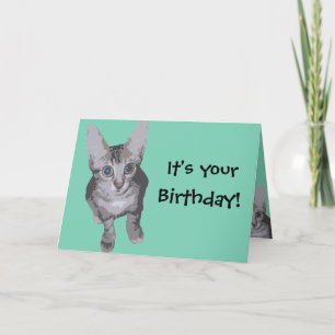 Carte Funny Kitten Anniversaire