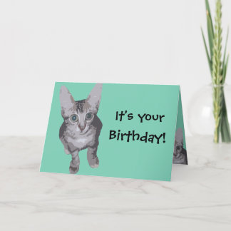 Carte Funny Kitten Anniversaire