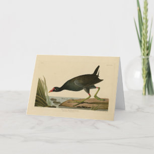 Carte Gallinule commune des oiseaux d'Amérique d'Audubon