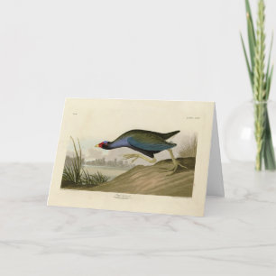 Carte Gallinule violette d'Audubon's Birds of America