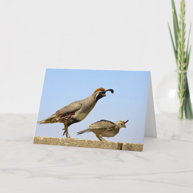 Carte Gambel's Quail 1 (Devant)