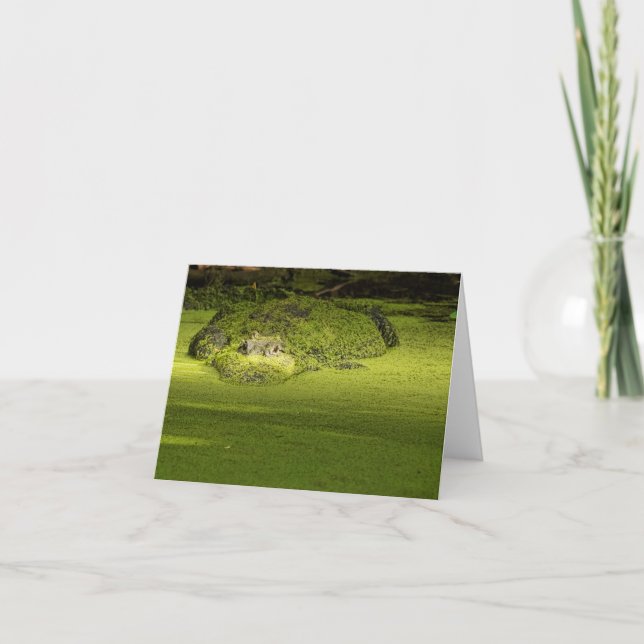 Carte Gator Lurking in Duckweed - Photo nature (Devant)