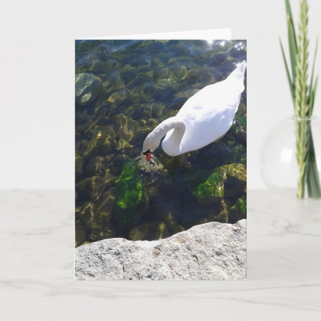 Carte Gazon de cygne dans le lac Ontario vide (Devant)
