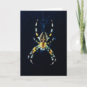 Carte Gcna Garden Spider