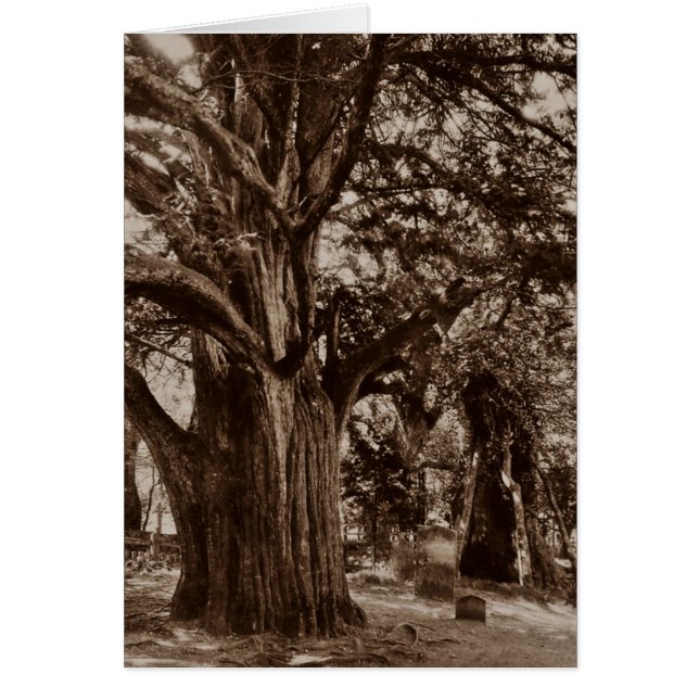 CARTE GÉNÉALOGY ~ CONÇUE POUR PARTAGER L'HISTOIRE  (Devant)