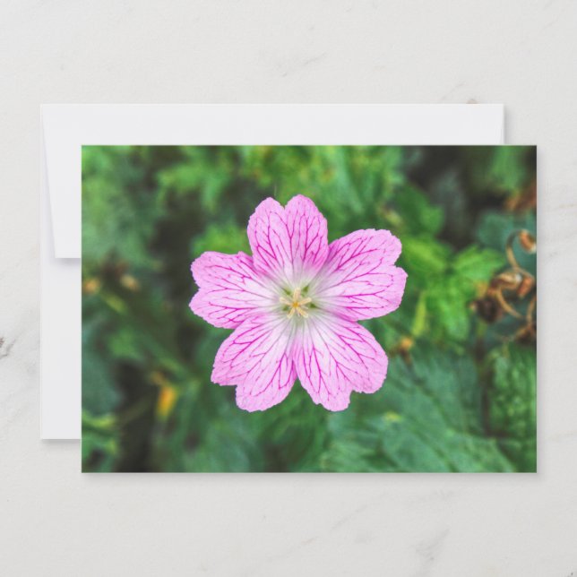 Carte Géranium rose (Devant)