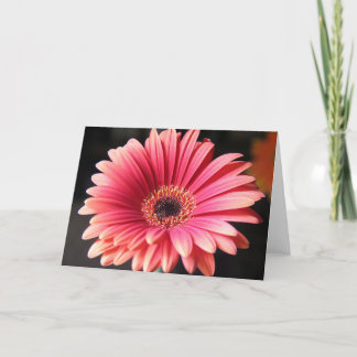 Carte Gerber rose