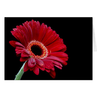 Carte Gerbera