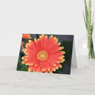 Carte Gerbera