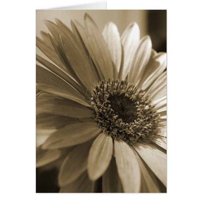 Carte Gerbera (Devant)