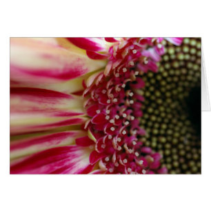 Carte Gerbera Peddles