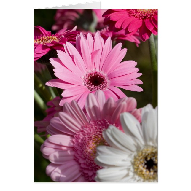 Carte Gerberas (Devant)