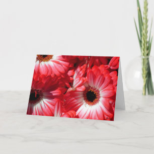 Carte Gerberas rouges