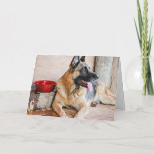 Carte German Shepherd Resting