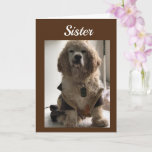 CARTE GET OUT & CELEBRATE YOUR DAY **SISTER** CARD<br><div class="desc">THIS EST MY "16 1/2 YEAR OLD COCKER NAMED DAKOTA! HE LOVES POSING FOR MY CARDS!!!!!!!! THANKS FOR STOPPING BY ONE OF MY EIGHT STORES!!!!!!! REMEMBRE—YOU CAN CHANGE THE 'AGE' AND THE 'VERSE' ON ALMOST ALL OF MY CARDS!!!!</div>