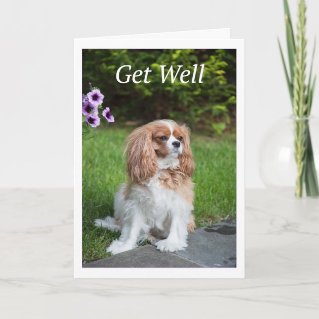 Carte Get Well Flowers Cavalier King Charles Spaneils (Devant)