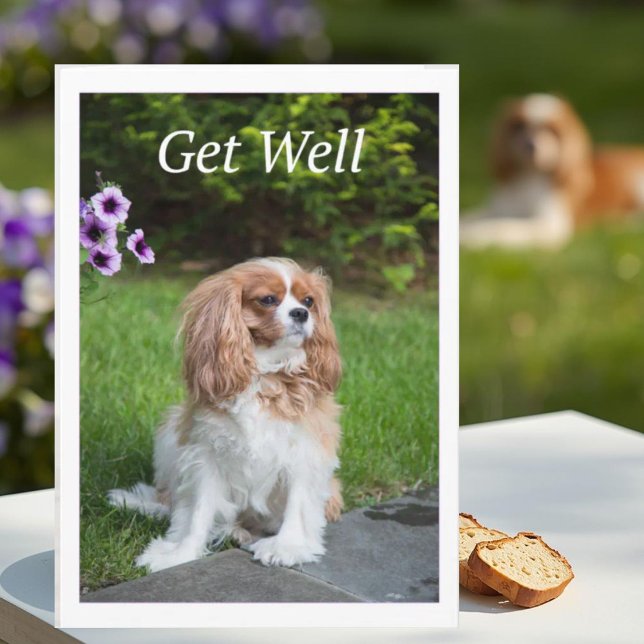 Carte Get Well Flowers Cavalier King Charles Spaneils (Créateur téléchargé)