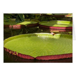 Carte Giant Water Lilies