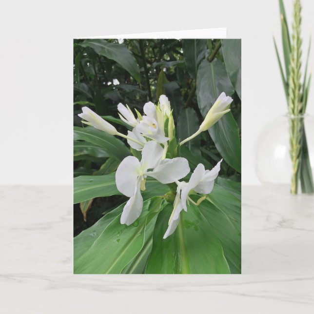 Carte Ginger blanc (Devant)