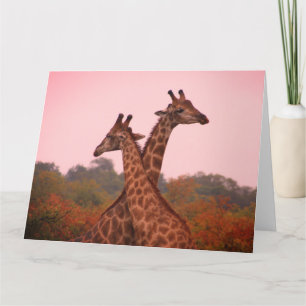 Carte Girafe au ciel rose