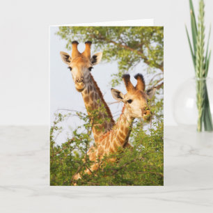 Carte Girafe Pékin au-dessus de la végétation