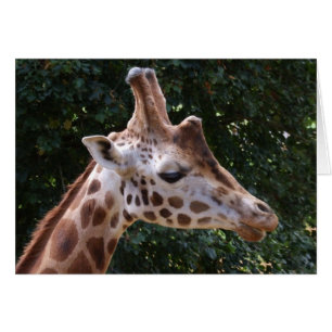 Carte Giraffe