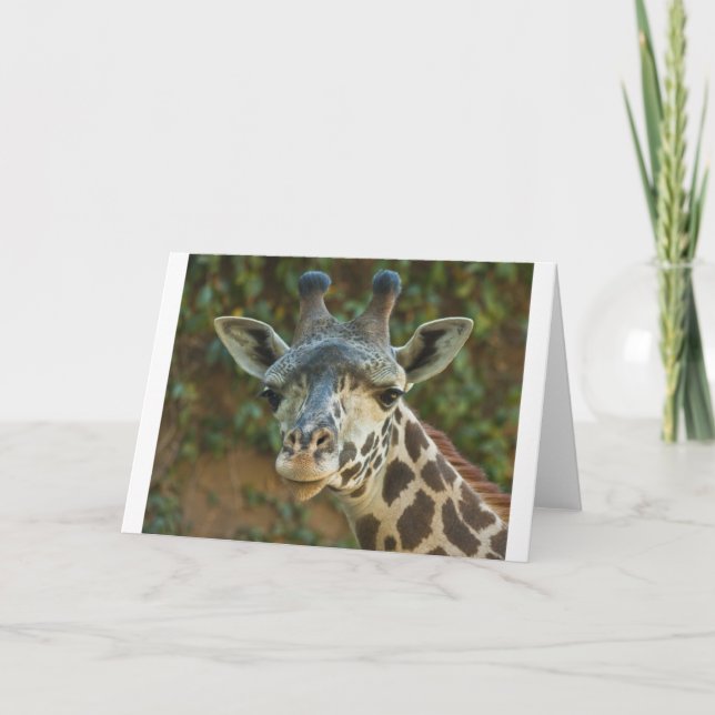 Carte Giraffe curieuse (Devant)