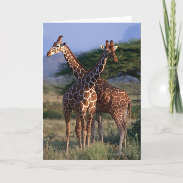 Carte Giraffe réticulée 2 (Devant)